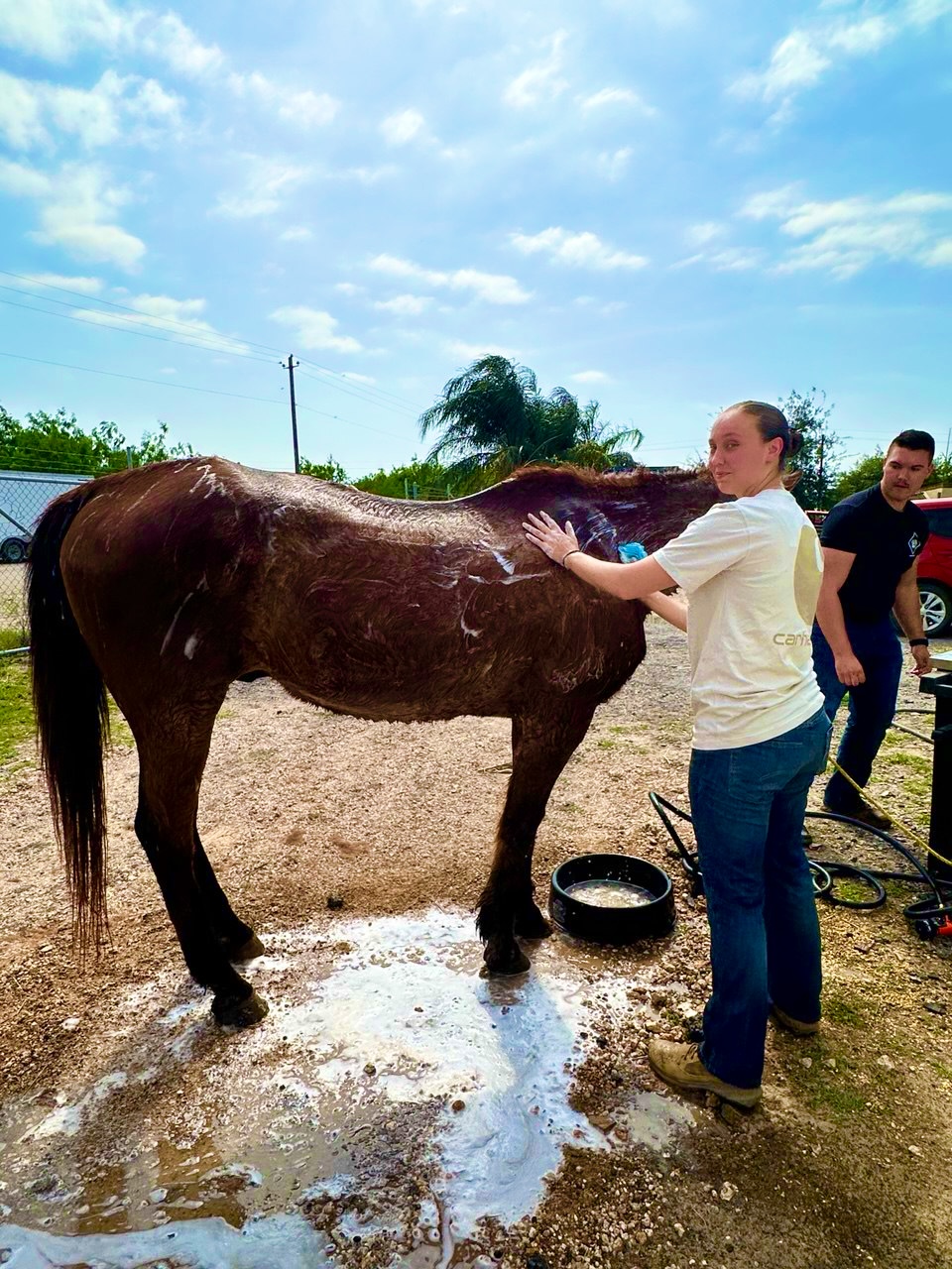 Horse Being Bathed