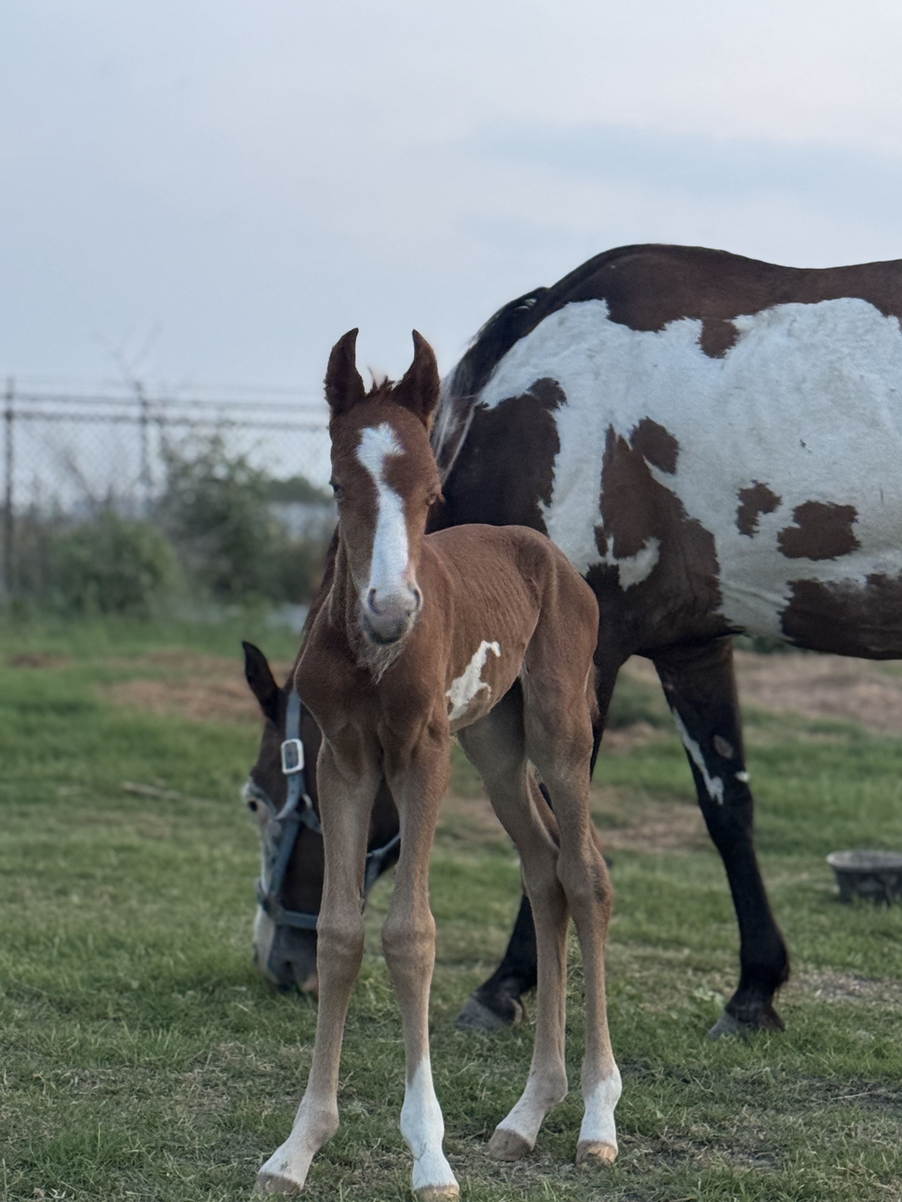 Rio Grand in the Backyard