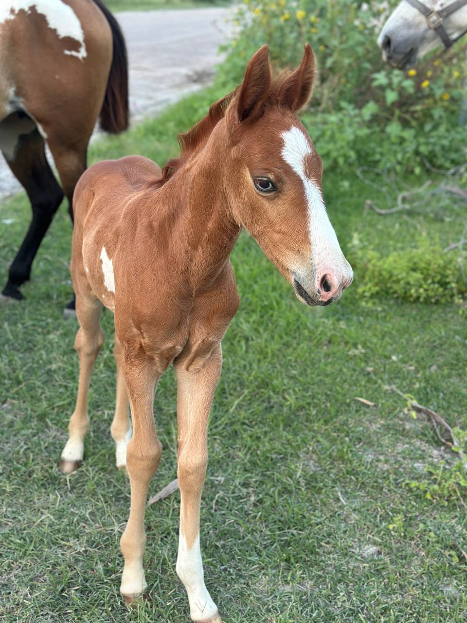 Rio Grand the Foal